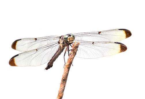 Focus Stacked Macro Image of a Blue Dasher Dragonfly Perched on a Stick Isolated on White