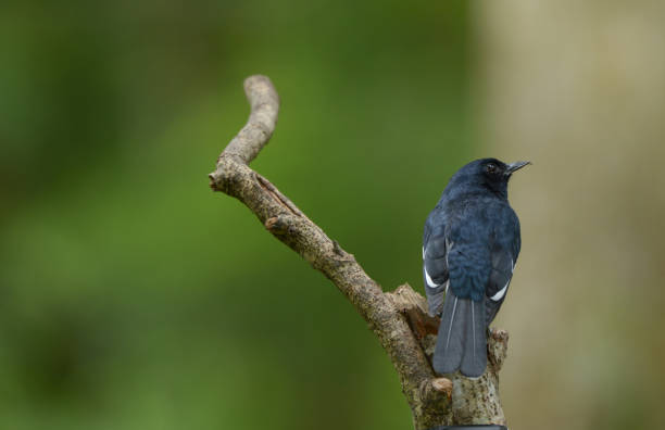 Oriental magpie-robin, Common bird in Thailand. Oriental magpie-robin, Common bird in Thailand. oriental magpie robin bird copsychus saularis perching on a branch stock pictures, royalty-free photos & images