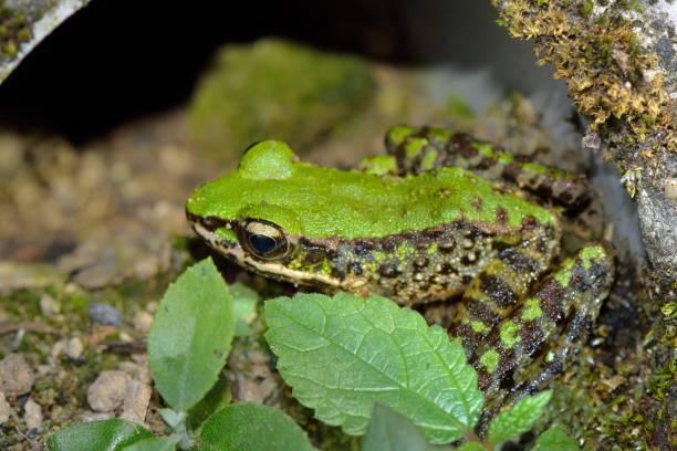 istock Swinhoe's frog 1023240942