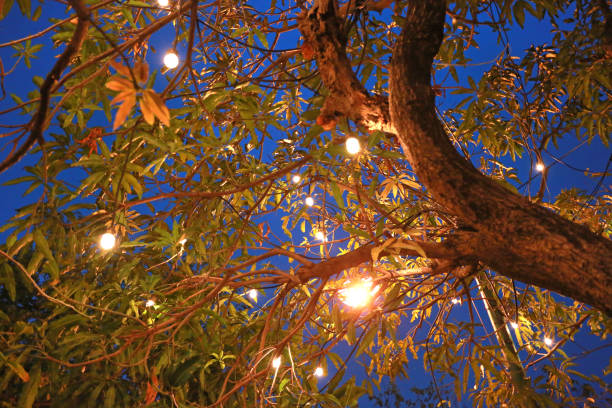istock Decorative light bulb hanging on tree in the garden at night. 1023240948
