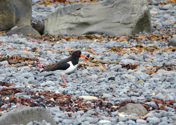 istock Oystercatcher in Iceland 1023241190