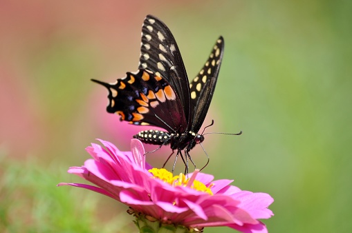Eastern Black Swallowtail butterfly, Papilio polyxenes feeding on pink flower.