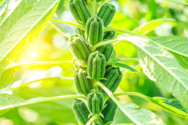 istock Sesame crops growing in farmland 1023248492