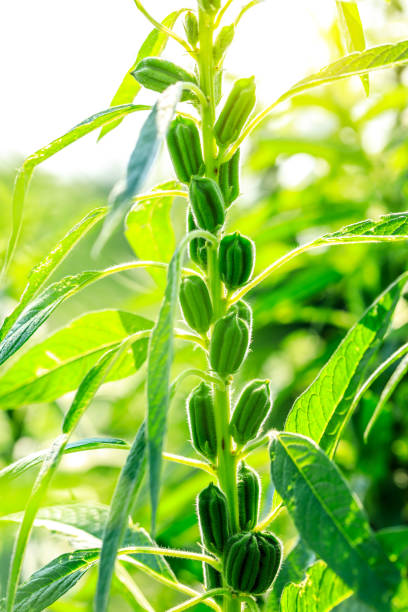 istock Sesame crops growing in farmland 1023250810