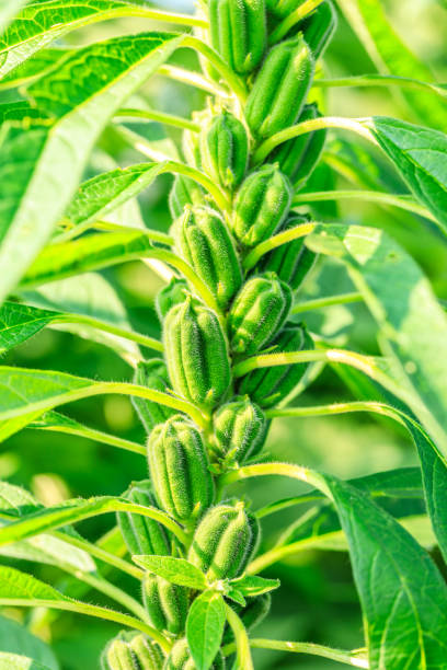 istock Sesame crops growing in farmland 1023250852