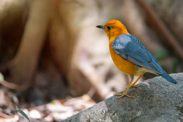 istock Bird in orange color. 1023262988