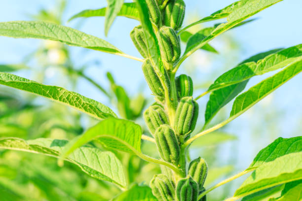 istock Sesame crops growing in farmland 1023263112