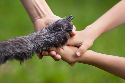 hands of family and paw of dog, which also a family member on green summer background