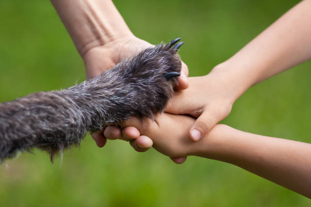 mãos da família e pata de cão - pets friendship green small - fotografias e filmes do acervo