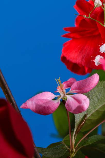 istock Crab apple flower in a bouquet. 1023271208