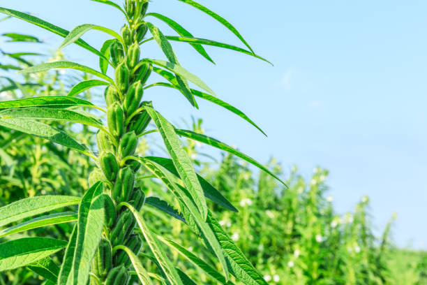 Sesame crops growing in green farmland