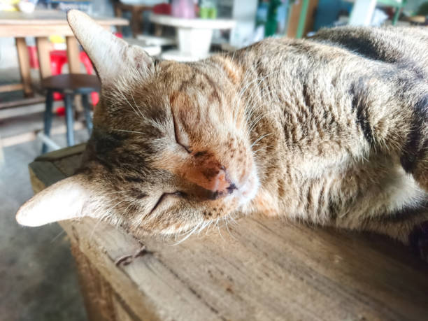 istock Close Up Lazy Cat is sleeps on the table 1023272746