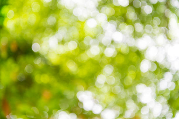 istock Zoom shot out of focus tree for background. Bokeh, Blurs 1023280816
