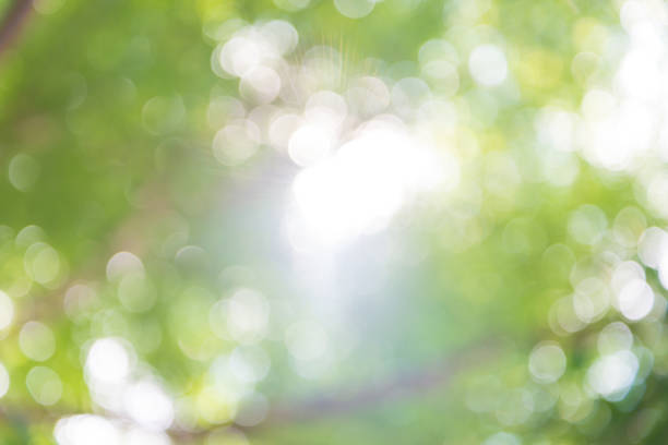 istock Zoom shot out of focus tree for background. Bokeh, Blurs 1023280840