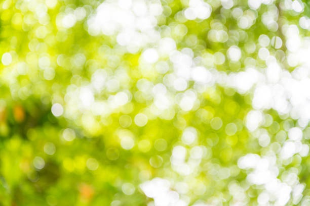 istock Zoom shot out of focus tree for background. Bokeh, Blurs 1023280930