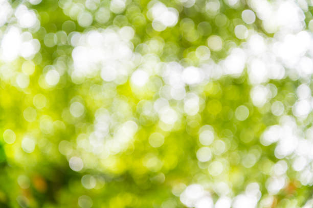 istock Zoom shot out of focus tree for background. Bokeh, Blurs 1023280956