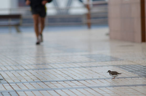Ruddy turnstone (Arenaria interpres) in a avenue. Arinaga Beach. Agüimes. Gran Canaria. Canary Islands. Spain.