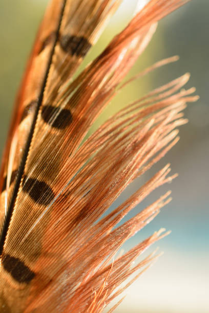 istock Feather of bird with spots 1023283598