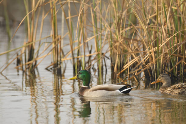 istock Ducks swimming in water among sedge 1023283744