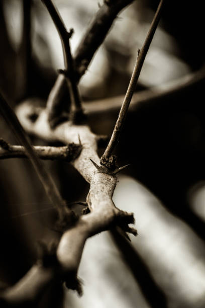 istock Thorny plants with close view 1023289036