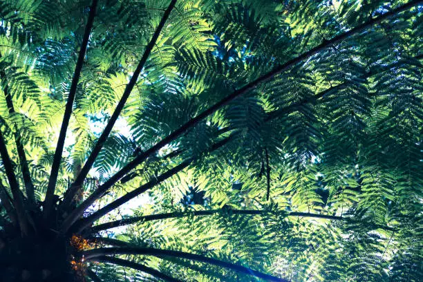 Photo of Sunlight shining through punga or ponga tree fern fronds in Kerikeri, Far North, Northland, New Zealand, NZ