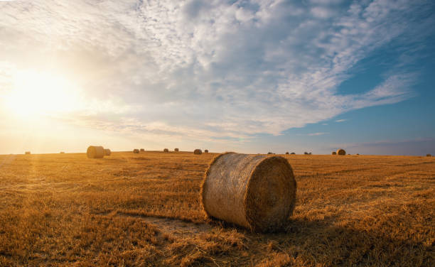 istock harvested field with straw bales in summer 1023296016