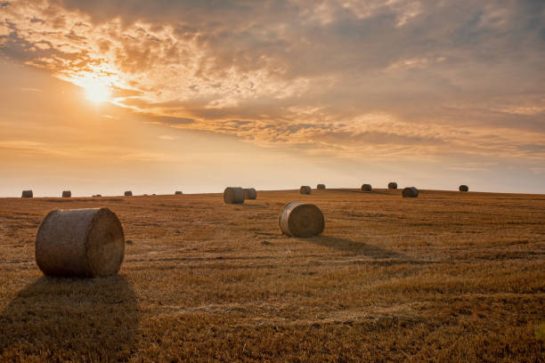 istock harvested field with straw bales in summer 1023296034