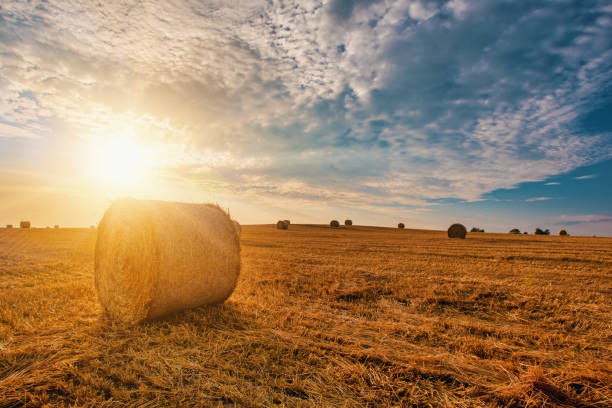 istock harvested field with straw bales in summer 1023296056