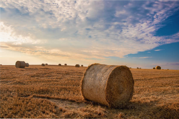 istock harvested field with straw bales in summer 1023296058