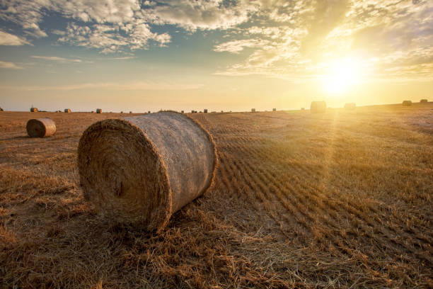 istock harvested field with straw bales in summer 1023296078