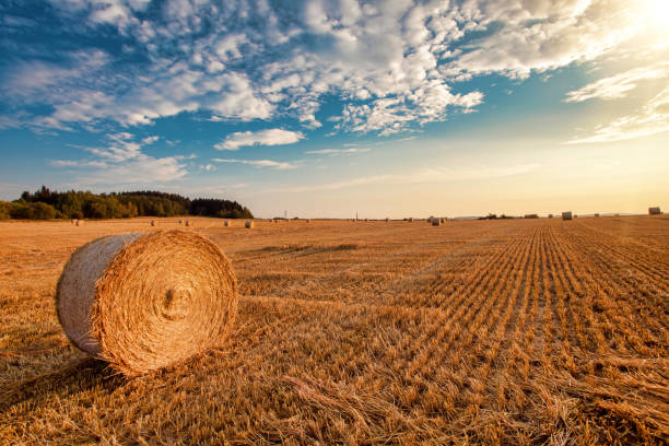 istock harvested field with straw bales in summer 1023296496