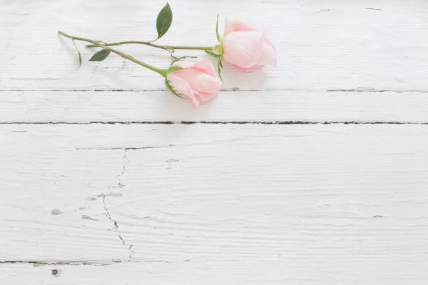 istock pink roses on white wooden background 1023297626