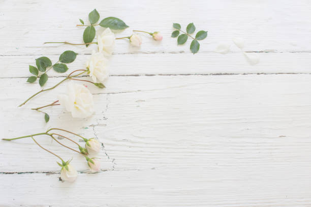 istock roses on white wooden background 1023297636