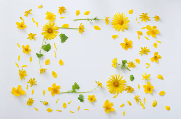 istock yellow flowers on white background 1023297680