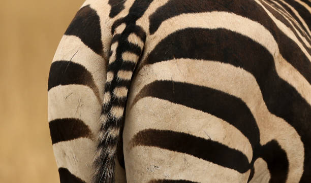 istock Close up of Zebra ass 1023316696