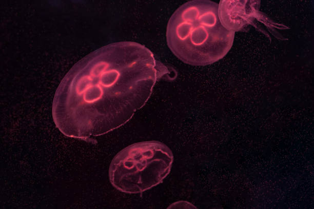 istock Aurelia aurita, moon jellyfish swimming inside aquarium. 1023317040