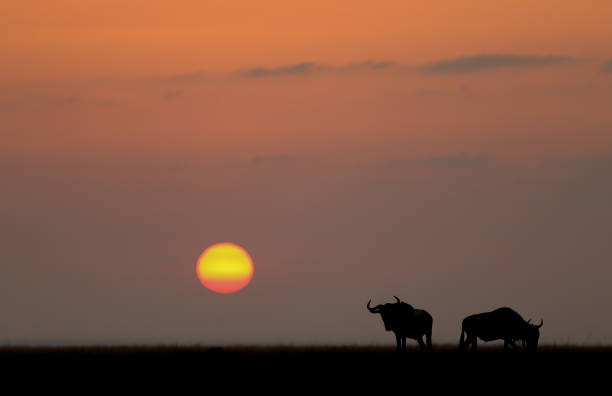 istock Wildebeest at sunrise on the savanah 1023317098