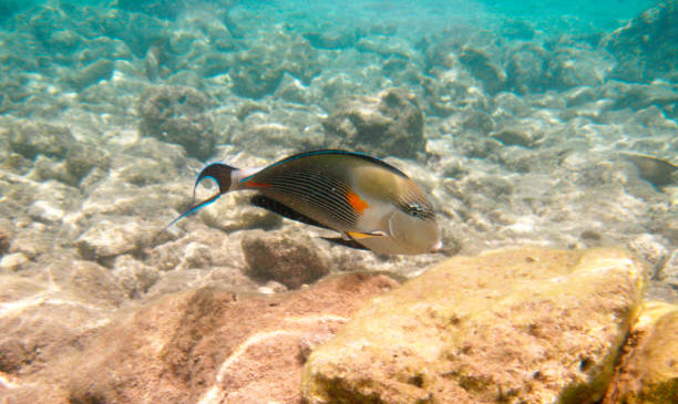 istock Tropical exotic fish acanthurus underwater in the water Red Sea 1023317362