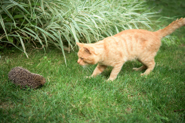 ハリネズミと猫 - cat fight ストックフォトと画像