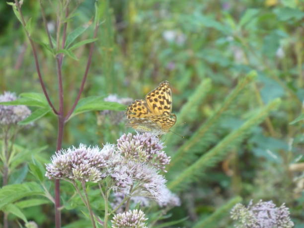 istock big orange black butterfly in the forest 1023321536