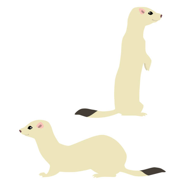 Two weasels in winter coat Vector illustration of standing and sitting cute weasels isolated on white background stoat mustela erminea stock illustrations