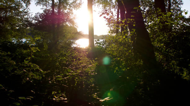 istock Summer sunlight through the trees in August, France 1023330742