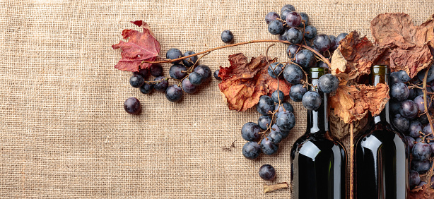 Red wine bottles and fresh grapes with dried up vine leaves on burlap ,top view, copy space for your text.