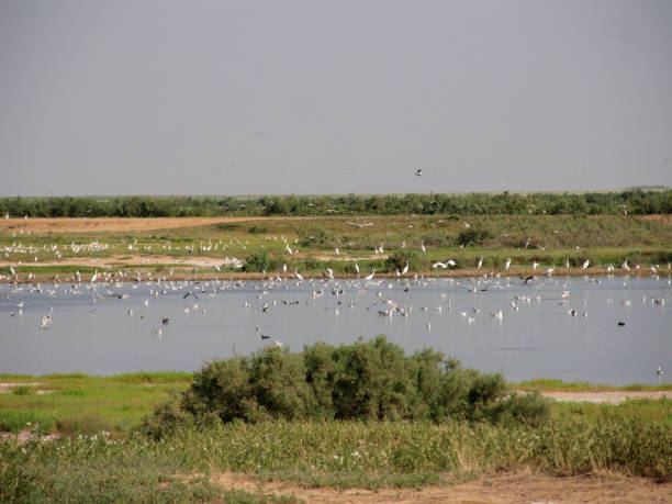 istock Birds on a salt lake. 1023335484
