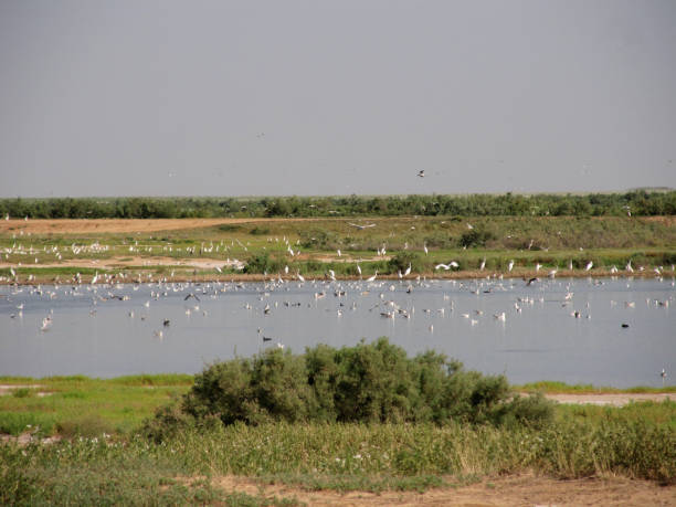 Birds on a salt lake. stock photo