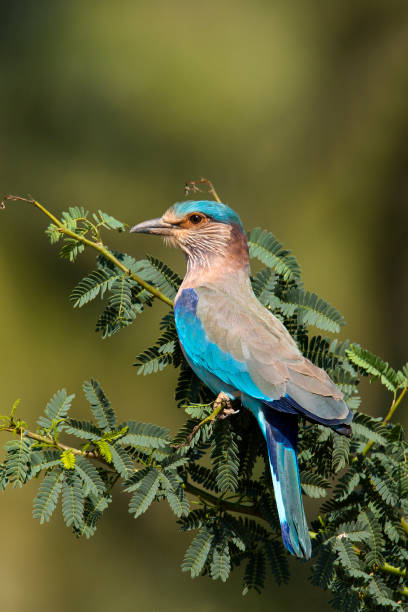Indian Roller An Indian roller from western ghats coracias benghalensis stock pictures, royalty-free photos & images