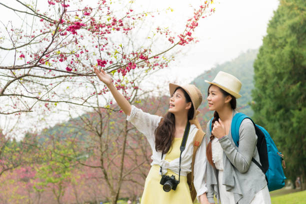 istock two ladies take selfie under the cherry tree 1023344172