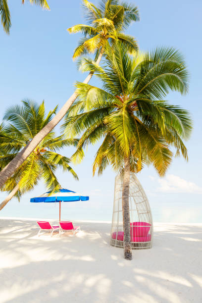 istock Chairs And Umbrella In Palm Beach - Tropical Holiday concept, vertical composition 1023346902