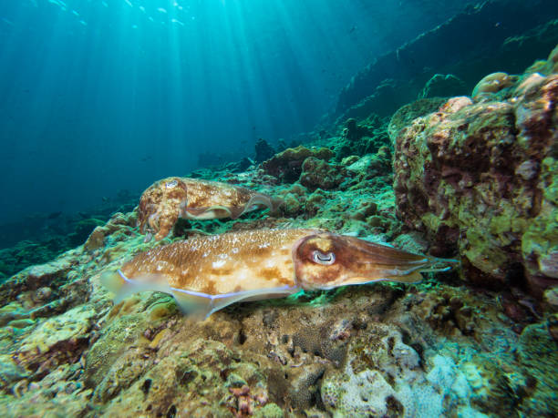 istock Pharao Cuttlefish laying eggs on a coral reef 1023347548