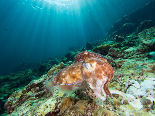 istock Pharao Cuttlefish laying eggs on a coral reef 1023347564